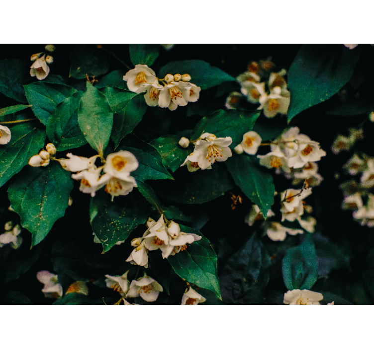 Flower wall mural delicate white blossoms - TenStickers