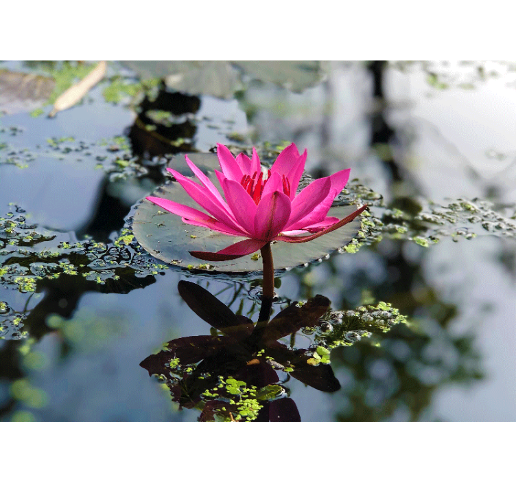 Beautiful lotus flower water wall mural - TenStickers