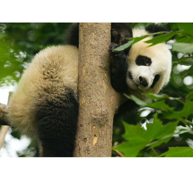Panda Climbing Tree animals wall mural - TenStickers