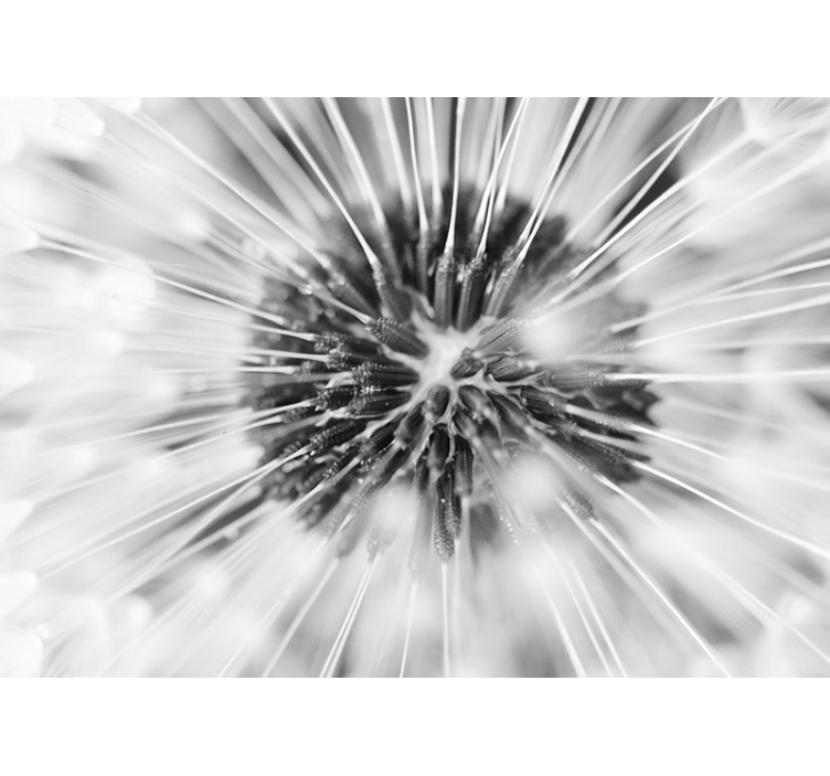 Dandelion wall mural dandelion seed explosion - TenStickers