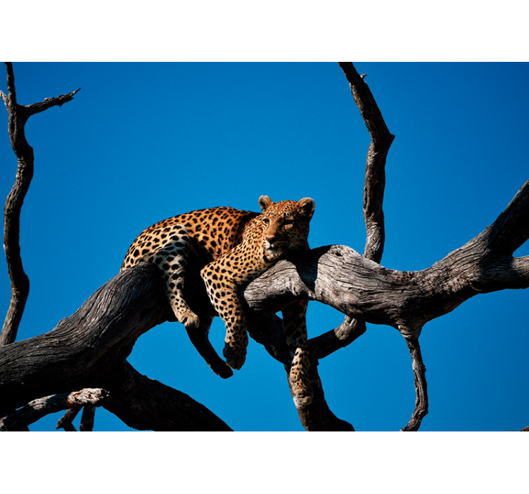 Leopard on Branch animals wall mural - TenStickers