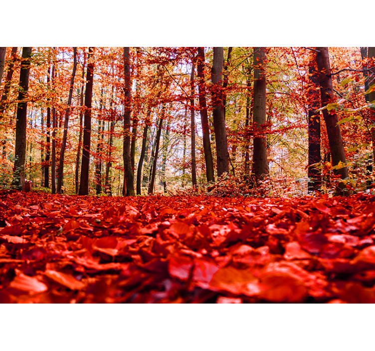 Red leaves Forest Wall Mural - TenStickers