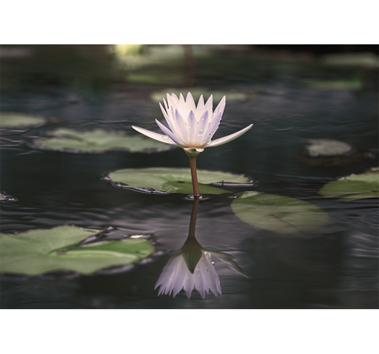 Lotus Blossom Mirror flower wall mural - TenStickers
