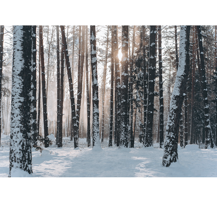 White forest  Forest Wall Mural - TenStickers