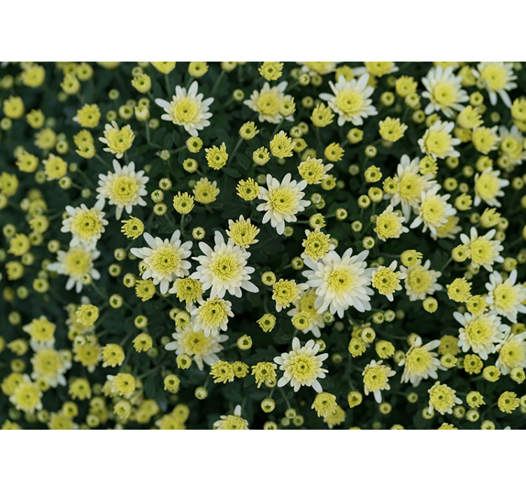 Blooming yellow flowers flower wall mural - TenStickers
