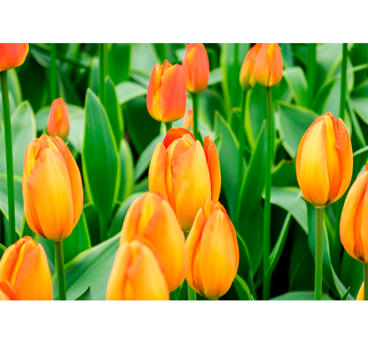 Orange tulip flowers tulip wall mural - TenStickers