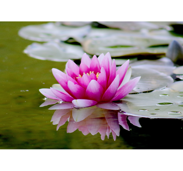 Graceful Pink Lotus flower wall mural - TenStickers