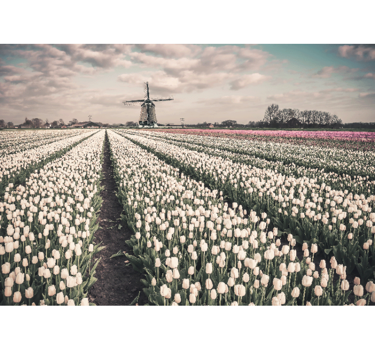 Flower wall mural tulip field scene - TenStickers
