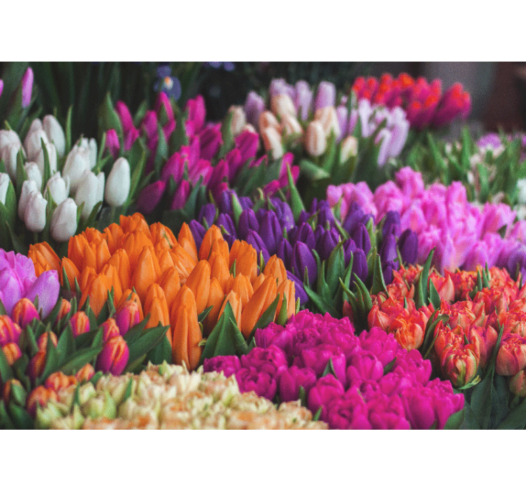 Flower wall mural tulip garden showcase - TenStickers
