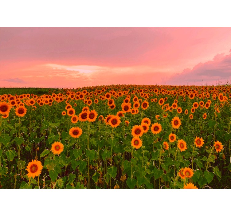 Vibrant sunflower field flower wall mural - TenStickers