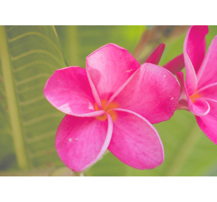 Flower wall mural in soft pink blooms - TenStickers