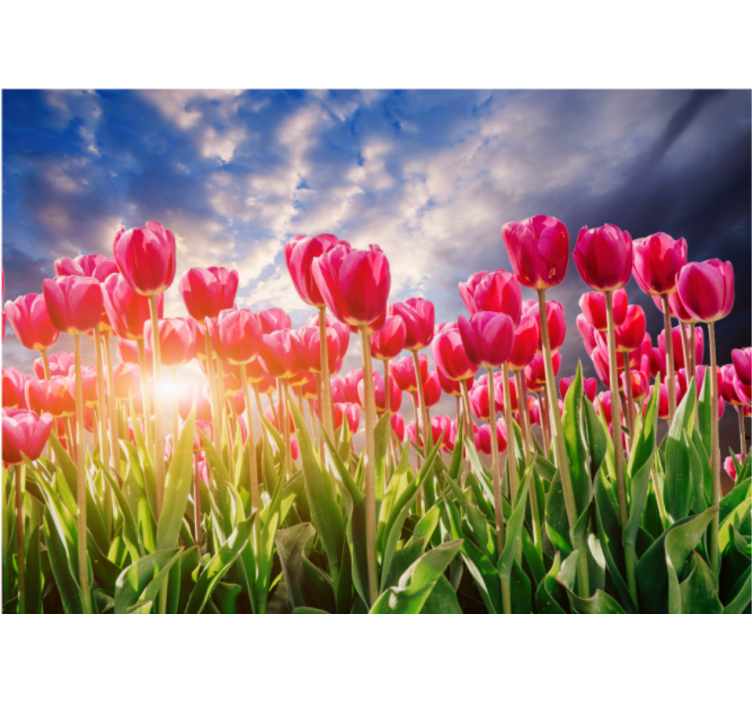 Radiant tulip field flower wall mural - TenStickers