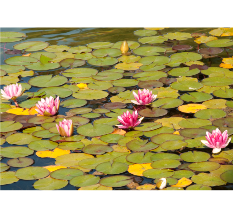 Flower wall mural water lily blooms - TenStickers