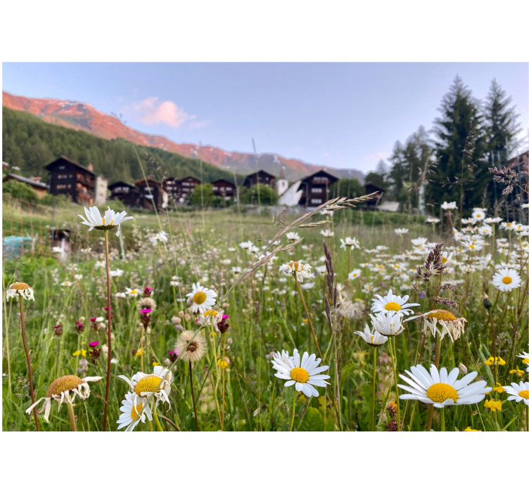 Flower wall mural flowering meadow view - TenStickers