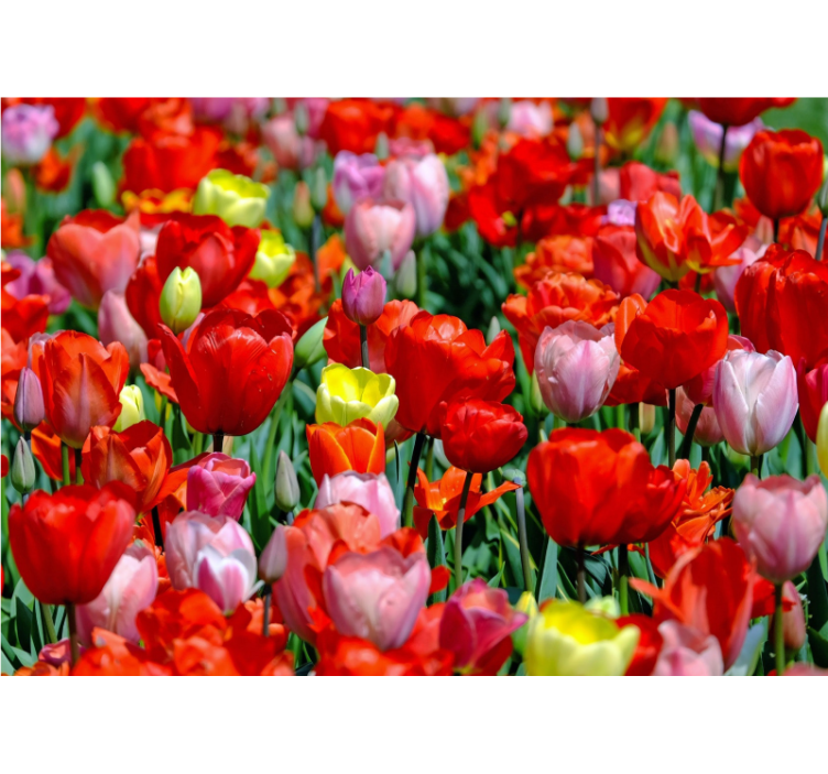 Flower wall mural colorful tulip meadow - TenStickers