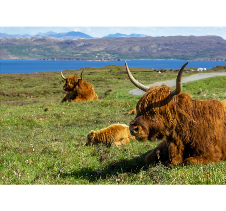 Wall mural nature highland cattle grazing scene - TenStickers