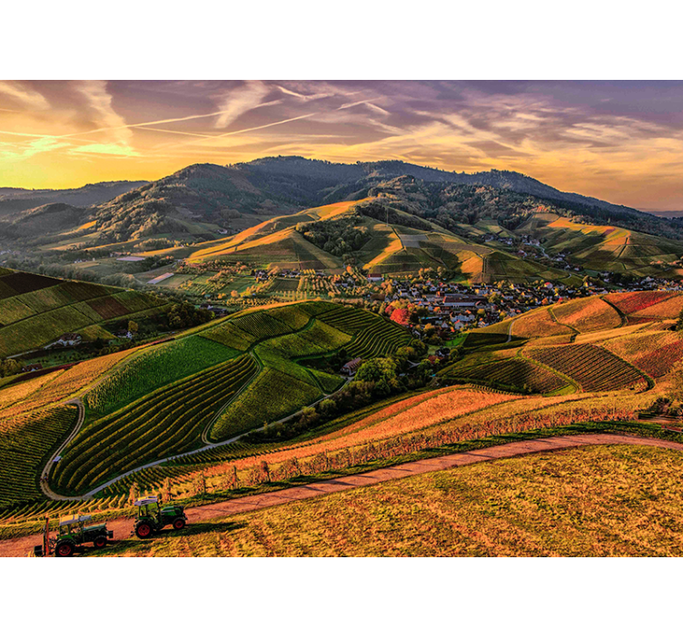 Lush Vineyard View landscape wall mural - TenStickers