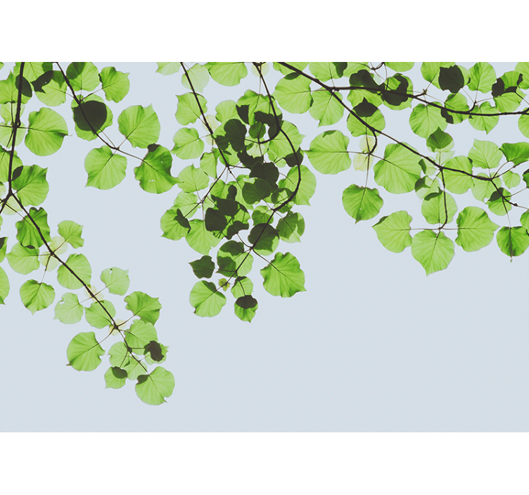 Wall mural trees leafy branches canopy - TenStickers