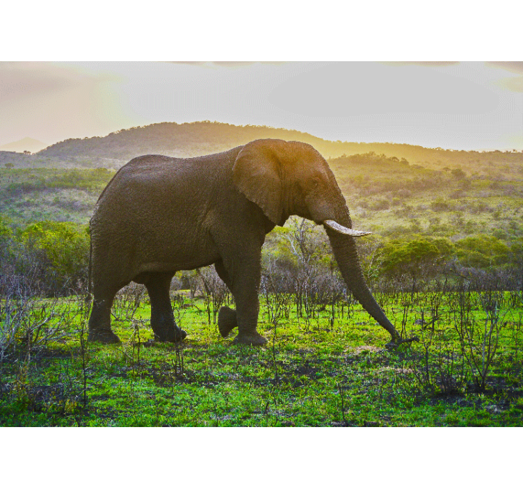 Animals wall mural majestic elephant scene - TenStickers