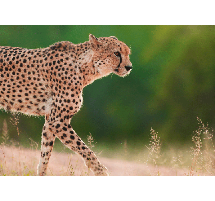 Animals wall mural cheetah in motion - TenStickers