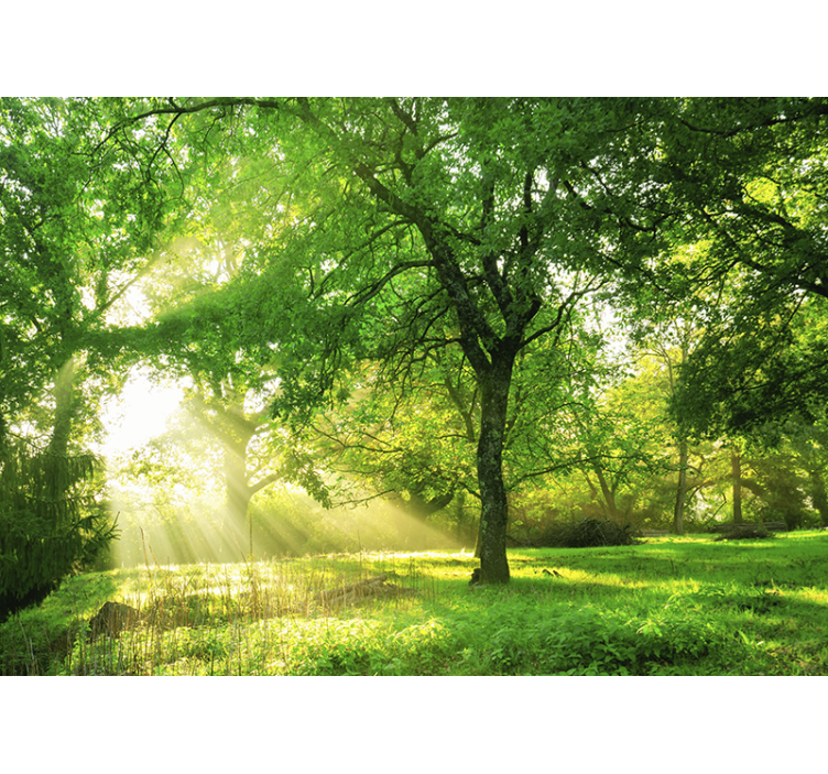 Sunbeams through the trees  Forest Wall Mural - TenStickers