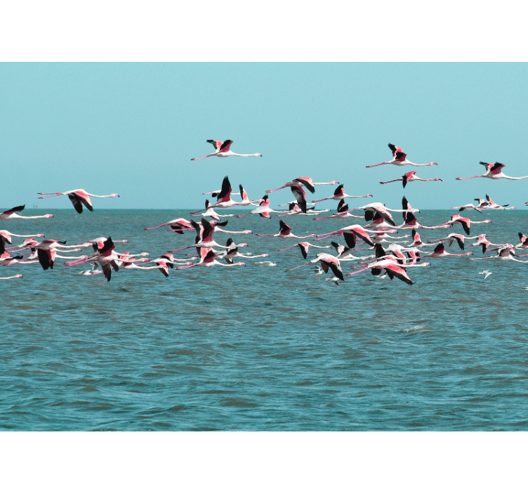 Animals wall mural flamingos over water - TenStickers
