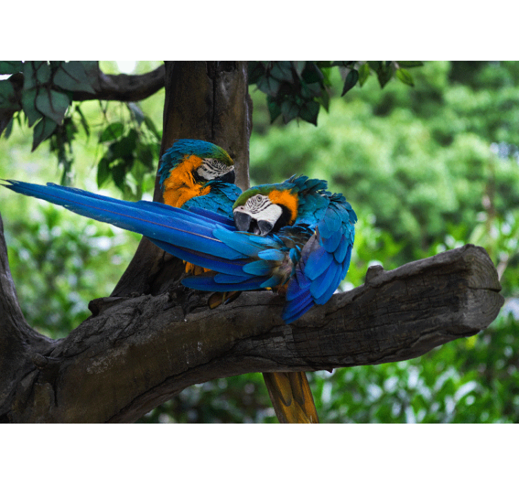Animals wall mural colorful macaw pair - TenStickers