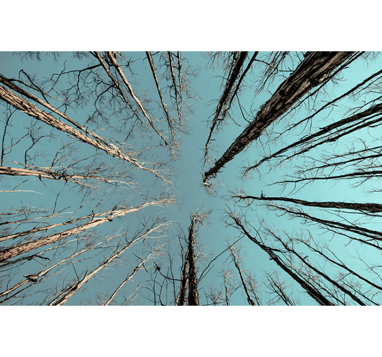 Wall mural trees reaching for the sky - TenStickers