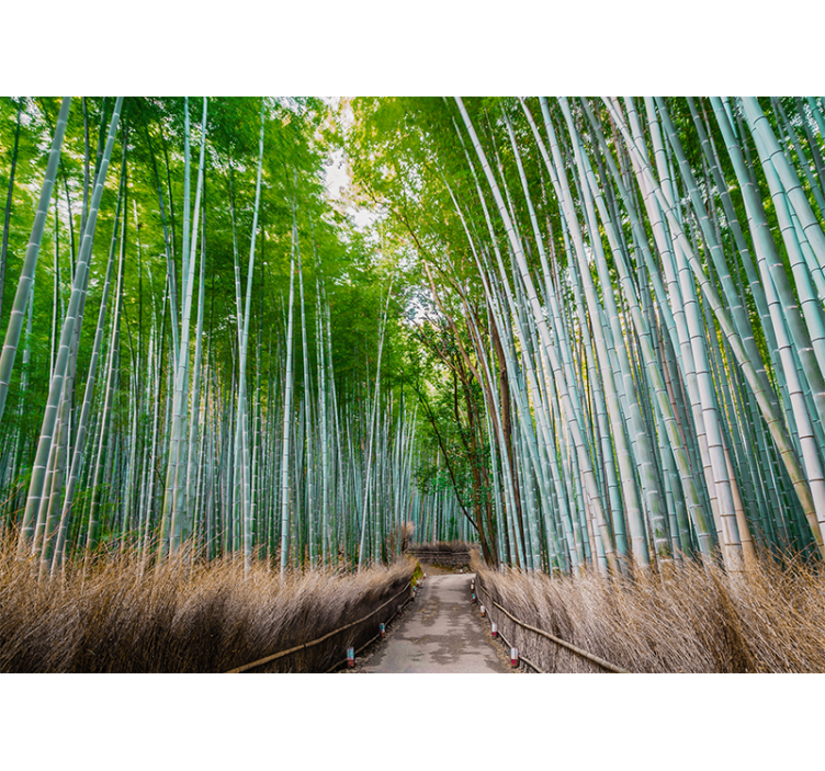 Bamboo wall mural bamboo forest path - TenStickers