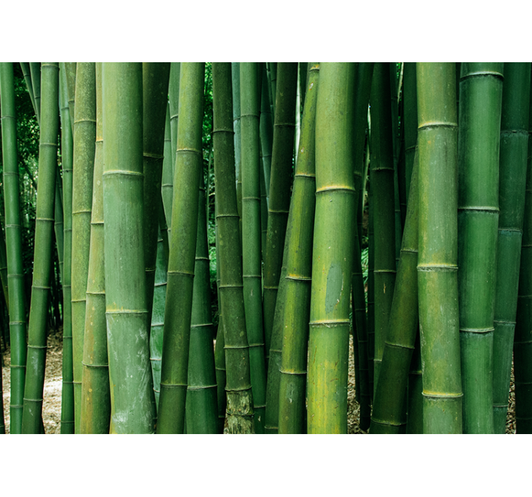 Ordered bamboo branches tree mural - TenStickers