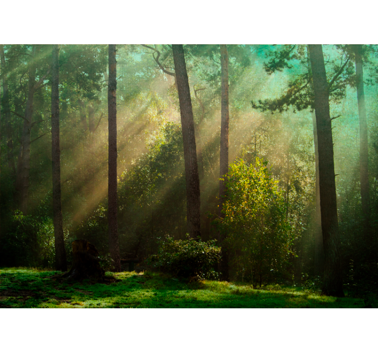 Enchanting forest scene forest wall mural - TenStickers