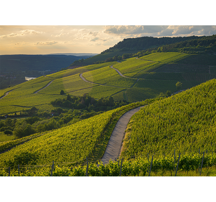 Landscape wall mural vineyard slopes - TenStickers