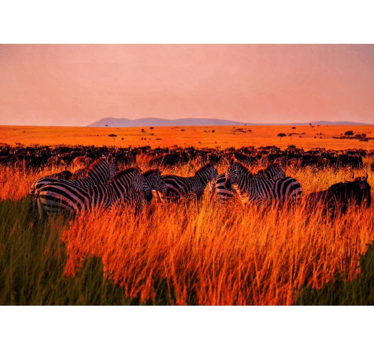 Wall mural nature zebras in the serengeti - TenStickers