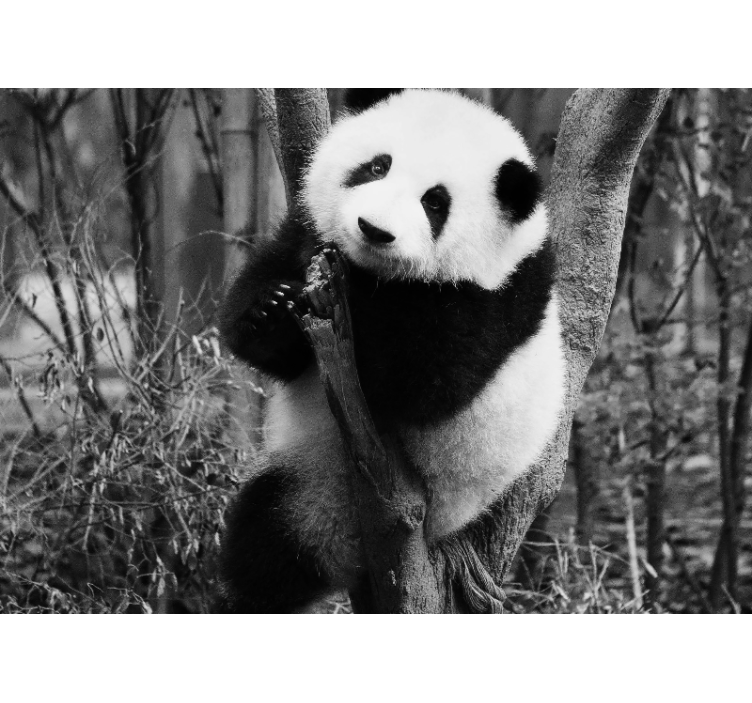 Black and white panda on tree wall mural - TenStickers