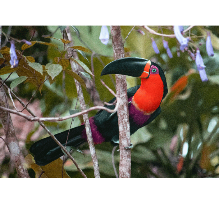 Animals wall mural colorful toucan display - TenStickers