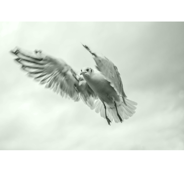 Animals wall mural of a flying white bird - TenStickers