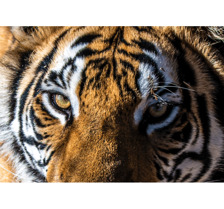 Beautiful Tiger Eyes africa wall mural - TenStickers