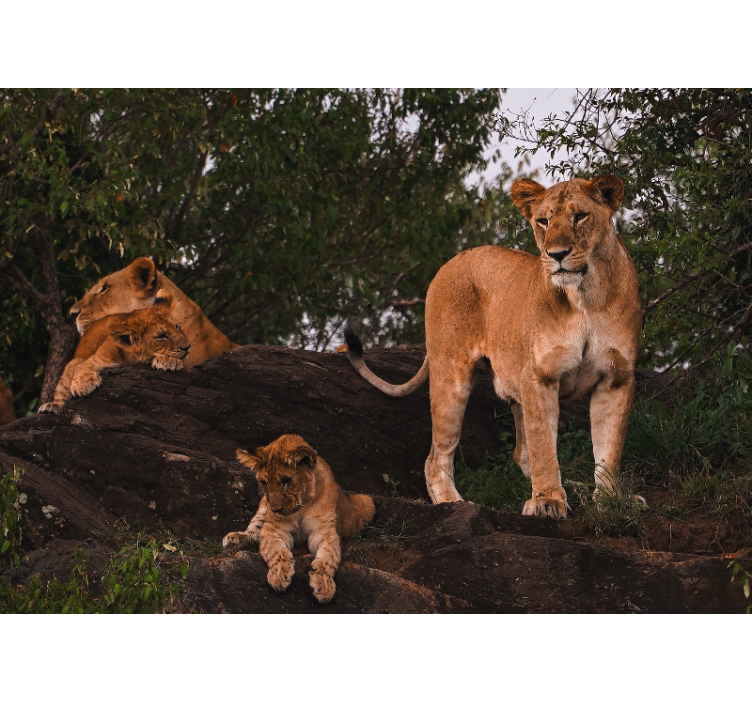 Female pride family lion wall mural - TenStickers