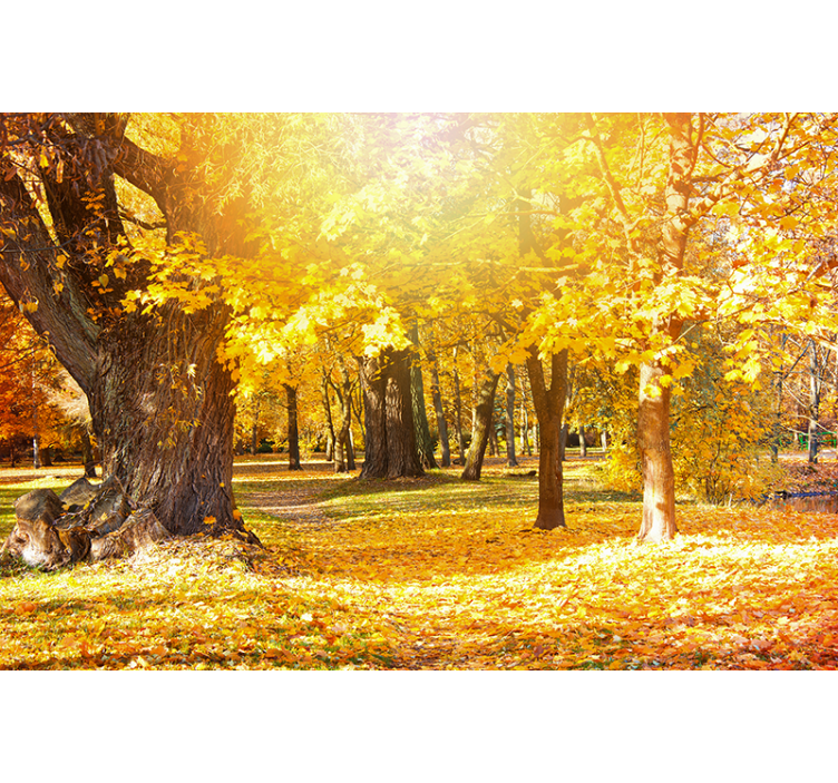 Wall mural nature autumn trees scenery - TenStickers