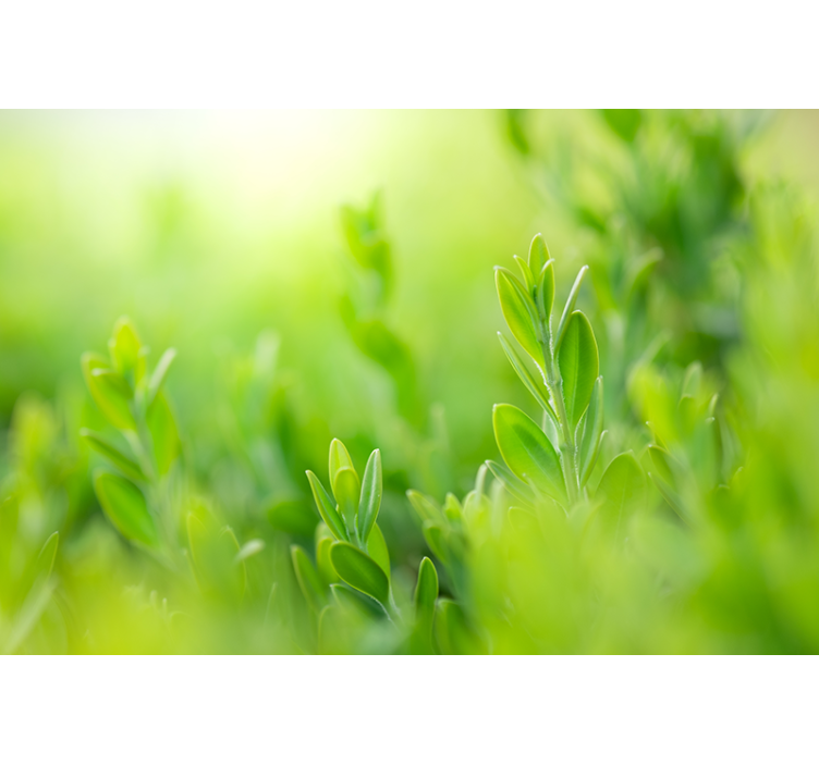 Light green spring leaves nature wall mural - TenStickers