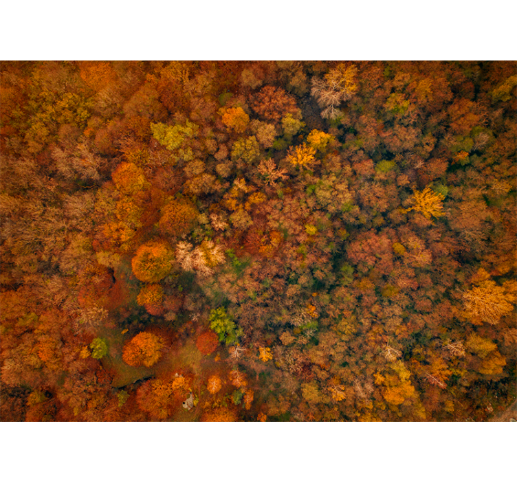 Wall mural nature autumn canopy perspective - TenStickers