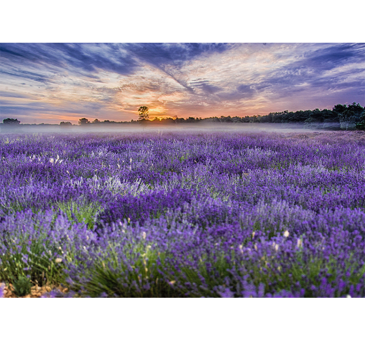 Flower wall mural lavender field at dusk - TenStickers