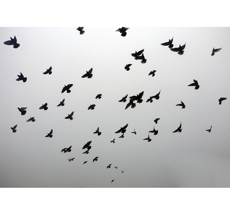 Animals wall mural flying black birds - TenStickers
