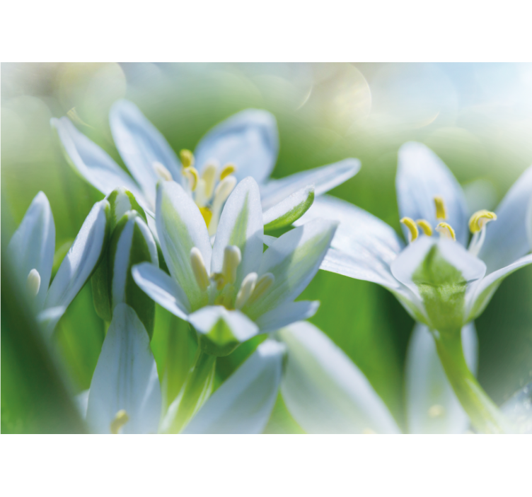 Flower wall mural gentle white blossoms - TenStickers