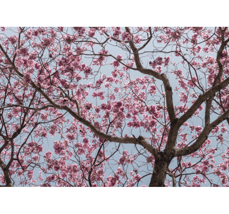 Pink elegant cherry blossom wall mural - TenStickers