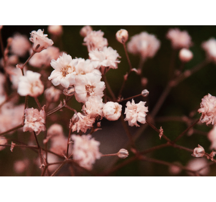 Delicate blooming flowers flower wall mural - TenStickers