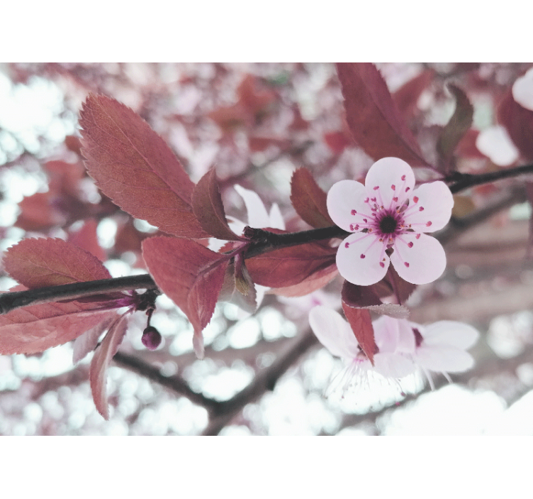 Flower wall mural cherry blossom bloom - TenStickers