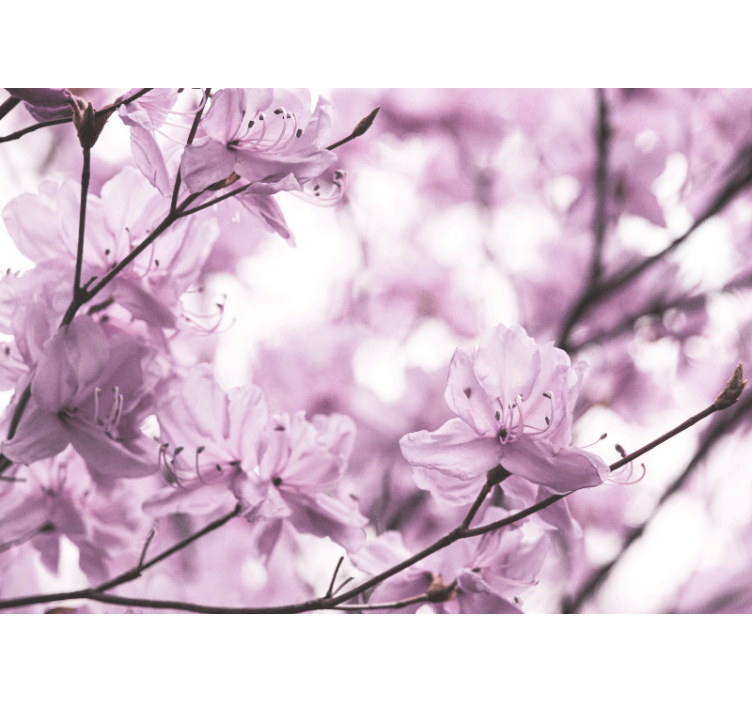 Delicate Pink Blossoms flower wall mural - TenStickers