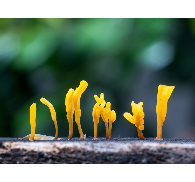 Yellow jelly mushrooms on wooden wall mural - TenStickers