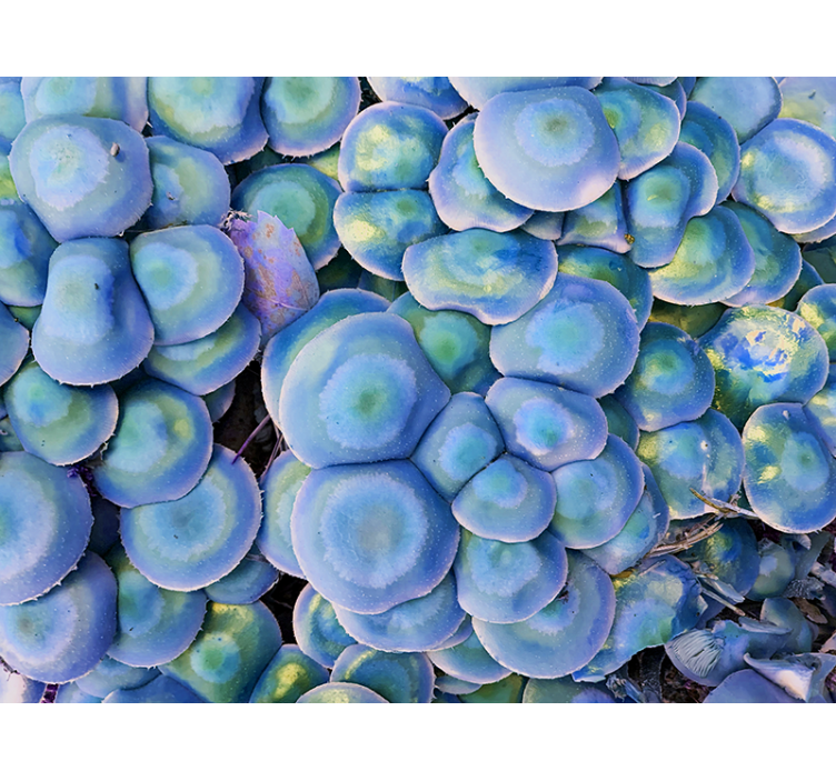 Wall mural nature colorful succulent close-up - TenStickers